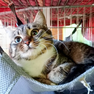 Katze Joy sucht ihre lieben Menschen, EKH - Katze