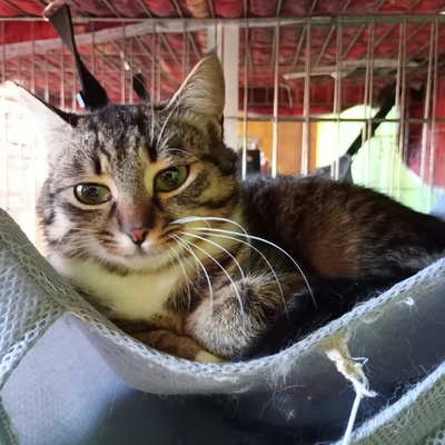 Katze Joy sucht ihre lieben Menschen, EKH - Katze
