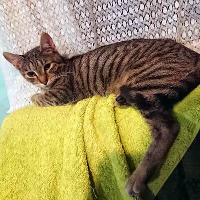 Katze Katy hofft auf Ihr eigenes Körbchen, EKH - Katze