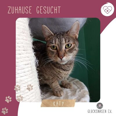 Katze Katy hofft auf Ihr eigenes Körbchen