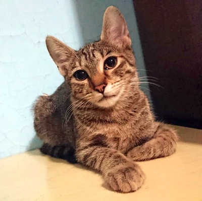 Katze Katy hofft auf Ihr eigenes Körbchen, EKH - Katze