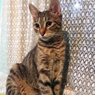 Katze Katy hofft auf Ihr eigenes Körbchen, EKH - Katze