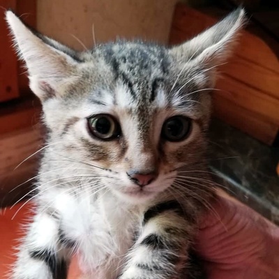 Katze Katy möchte so gern reisen, EKH - Katze