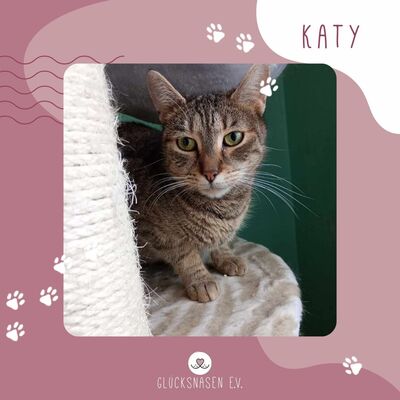 Katze Katy sucht ihr eigenes Zuhause, EKH - Katze