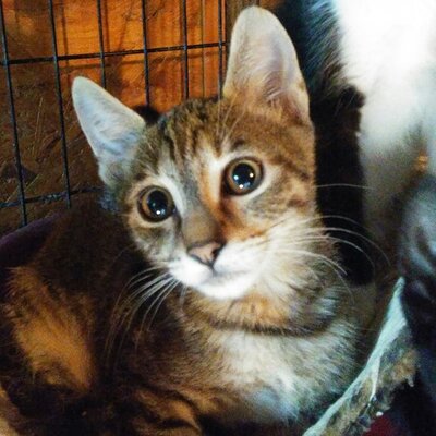 Katze Katy wartet schon lange auf Dich, EKH - Katze