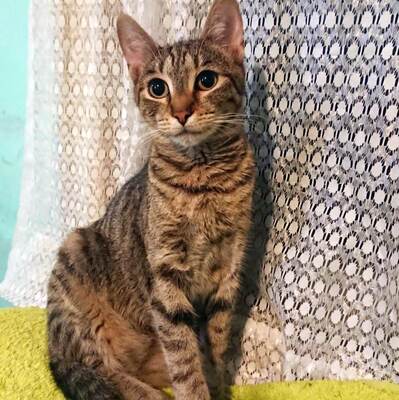 Katze Katy wartet schon lange auf Dich, EKH - Katze