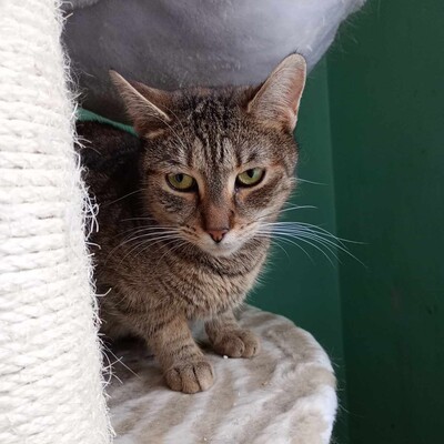 Katze Katy wartet sehnsüchtig auf Dich, EKH - Katze