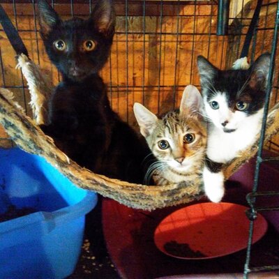 Katze Katy wartet sehnsüchtig auf ihre Chance, EKH - Katze