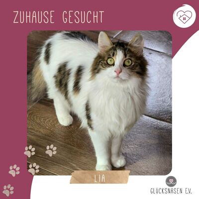 Katze Lia sucht ihr Herzensmenschen