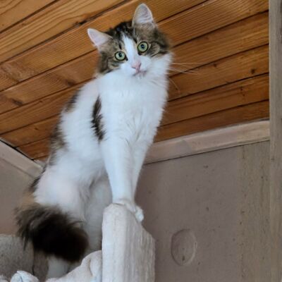 Katze Lia sucht ihr Herzensmenschen, EKH - Katze