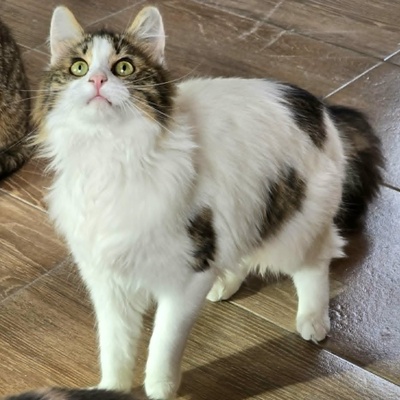 Katze Lia sucht ihr Herzensmenschen, EKH - Katze