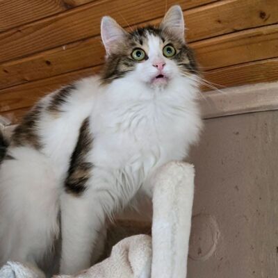 Katze Lia sucht ihr Herzensmenschen, EKH - Katze