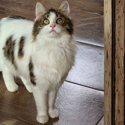 Katze Lia sucht ihr Herzensmenschen, EKH - Katze