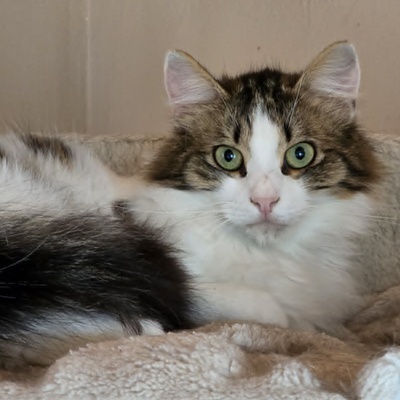 Katze Lia sucht ihr Herzensmenschen, EKH - Katze