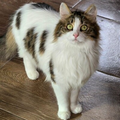 Katze Lia sucht ihr Herzensmenschen, EKH - Katze