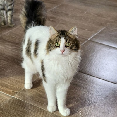 Katze Lia sucht ihr Herzensmenschen, EKH - Katze