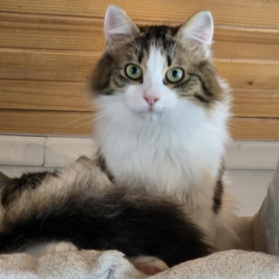 Katze Lia sucht ihr Herzensmenschen, EKH - Katze