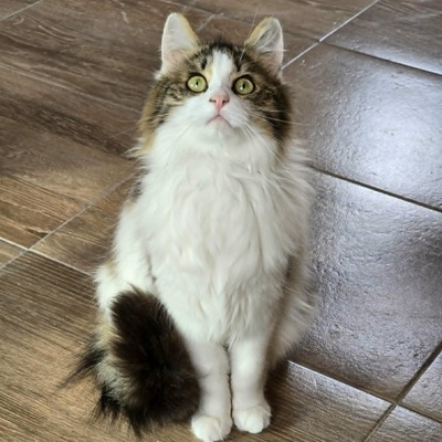 Katze Lia sucht ihr Herzensmenschen, EKH - Katze