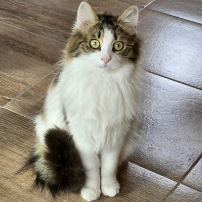 Katze Lia sucht ihr Herzensmenschen, EKH - Katze