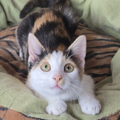 Katze Lilly möchte Deine Welt auf den Kopf stellen, EKH - Katze
