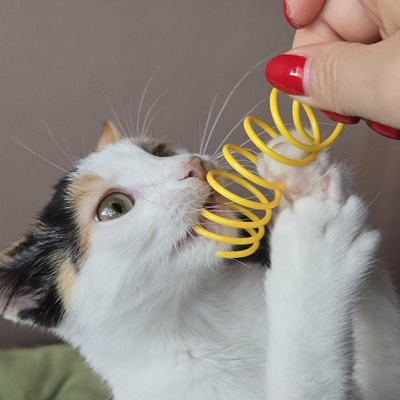 Katze Lilly möchte Deine Welt auf den Kopf stellen, EKH - Katze