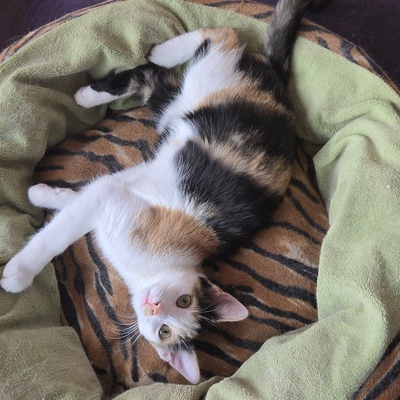 Katze Lilly möchte Deine Welt auf den Kopf stellen, EKH - Katze