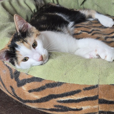 Katze Lilly möchte Deine Welt auf den Kopf stellen, EKH - Katze