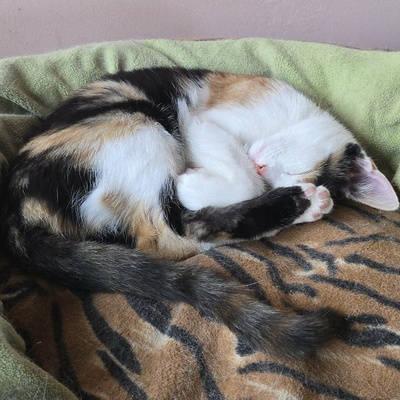 Katze Lilly möchte Deine Welt auf den Kopf stellen, EKH - Katze