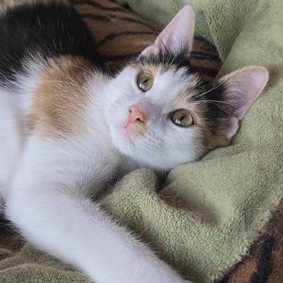 Katze Lilly möchte Deine Welt auf den Kopf stellen, EKH - Katze