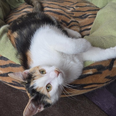 Katze Lilly möchte Deine Welt auf den Kopf stellen, EKH - Katze