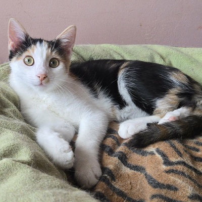 Katze Lilly möchte Deine Welt auf den Kopf stellen, EKH - Katze
