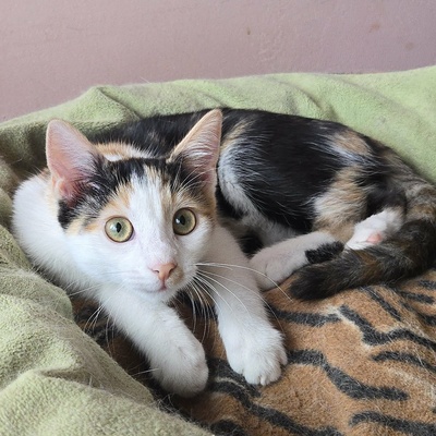 Katze Lilly möchte Deine Welt auf den Kopf stellen, EKH - Katze