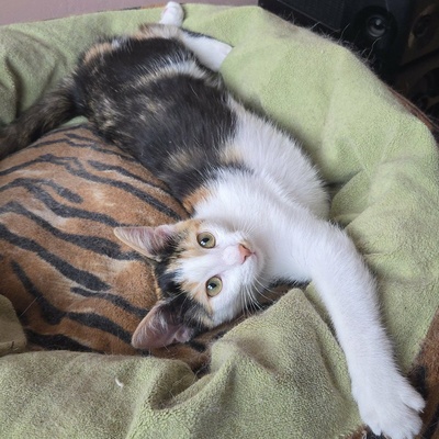 Katze Lilly möchte Deine Welt auf den Kopf stellen, EKH - Katze