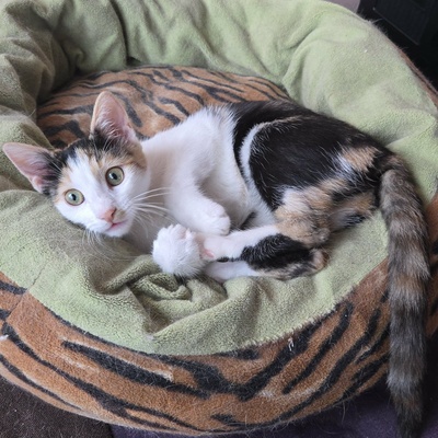 Katze Lilly möchte Deine Welt auf den Kopf stellen, EKH - Katze