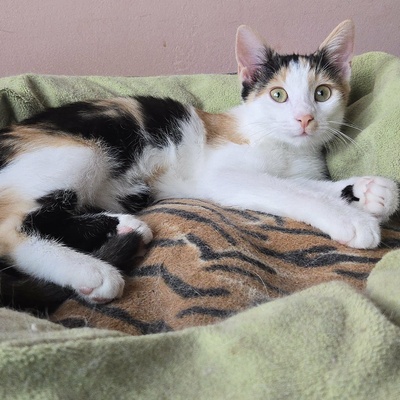 Katze Lilly möchte Deine Welt auf den Kopf stellen, EKH - Katze