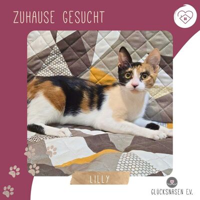 Katze Lilly sucht ihre Herzensmenschen