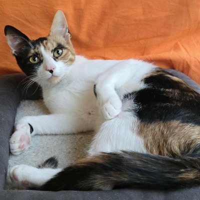 Katze Lilly sucht ihre Herzensmenschen, EKH - Katze