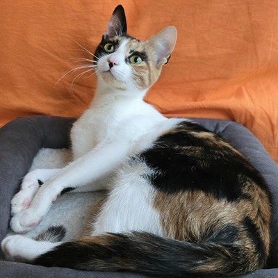 Katze Lilly sucht ihre Herzensmenschen, EKH - Katze