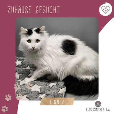 Katze Linnea wartet auf ihre lieben Menschen, EKH - Katze