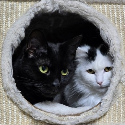 Katze Linnea wartet auf ihre lieben Menschen, EKH - Katze