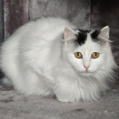 Katze Linnea wartet auf ihre lieben Menschen, EKH - Katze