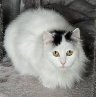 Katze Linnea wartet auf ihre lieben Menschen, EKH - Katze