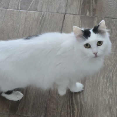 Katze Linnea wartet auf ihre lieben Menschen, EKH - Katze