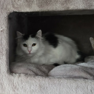 Katze Linnea wartet auf ihre lieben Menschen, EKH - Katze
