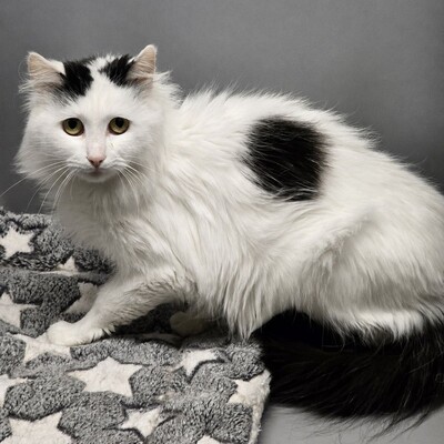 Katze Linnea wartet auf ihre lieben Menschen, EKH - Katze