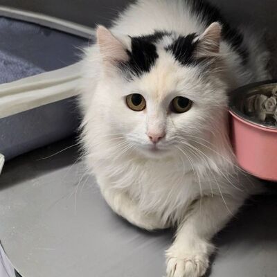 Katze Linnea wartet auf ihre lieben Menschen, EKH - Katze