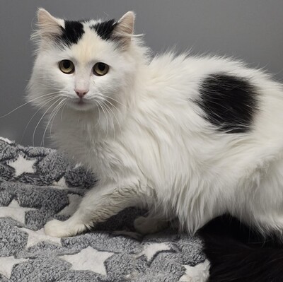 Katze Linnea wartet auf ihre lieben Menschen, EKH - Katze
