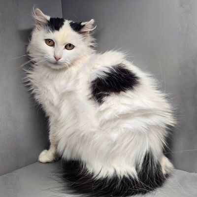 Katze Linnea wartet auf ihre lieben Menschen, EKH - Katze