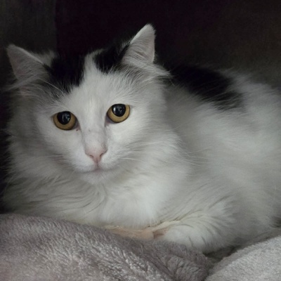 Katze Linnea wartet auf ihre lieben Menschen, EKH - Katze
