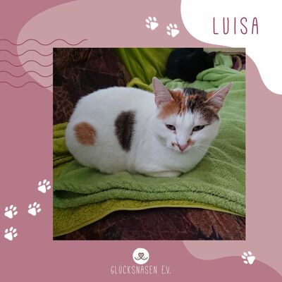 Katze Luisa möchte so gern reisen, EKH - Katze